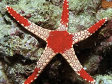 Bicolor-star-fish.jpg