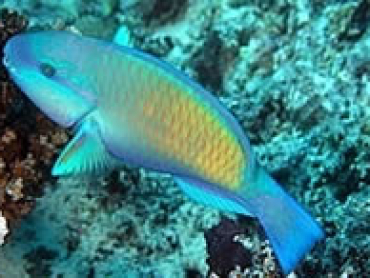 Bicolour-Parrotfishes.jpg
