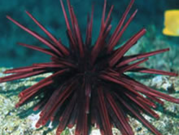 Black-patched-sea-urchin.jpg