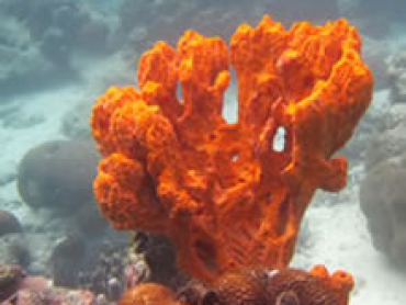 Bright-Orange-Sponge-Tree.jpg