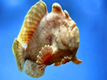 Brown-frogfish.jpg