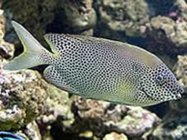 Brown-spotted-Spinefoot.jpg