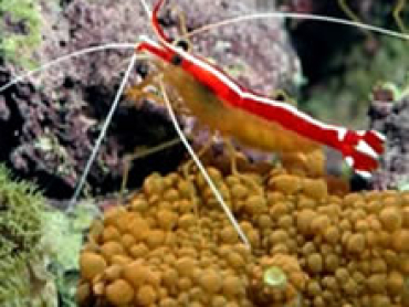 Cleaner-Shrimp.jpg