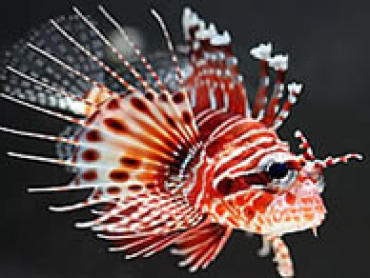 Dwarf-Lionfish.jpg