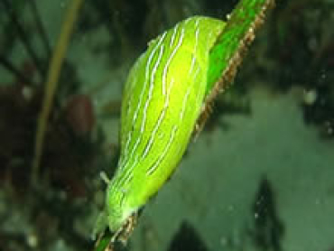 Green-Sea-Slug.jpg