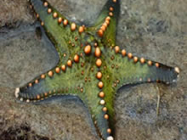 Green-yellow-nopped-star-fish.jpg