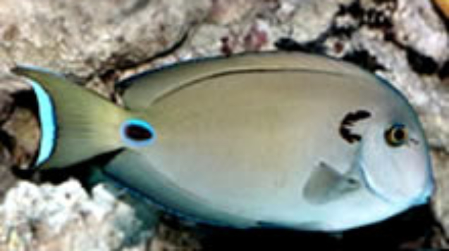 Lieutenant-Surgeonfish.jpg