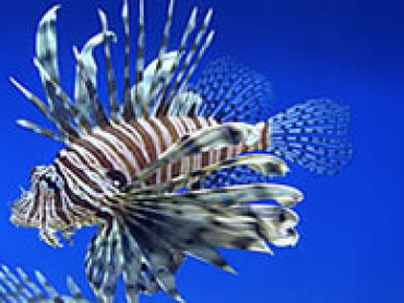 Lionfish-African-style.jpg