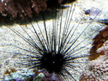Long-Spine-Urchin.jpg