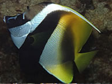 Masked-bannerfish.jpg