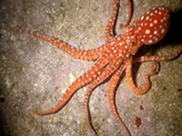 Octopus-sp.jpg