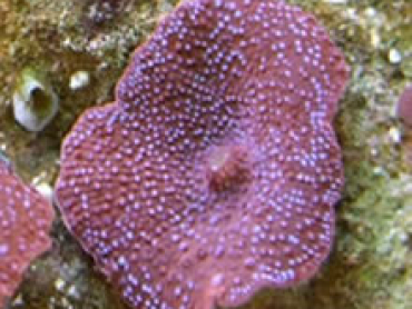 Original-Coral-Anemone-Brown.jpg