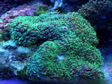 Original-Coral-Anemone-Green.jpg