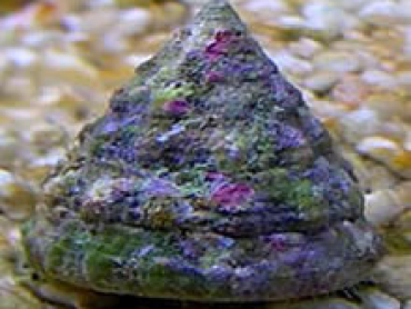 Pyramid-Snail.jpg