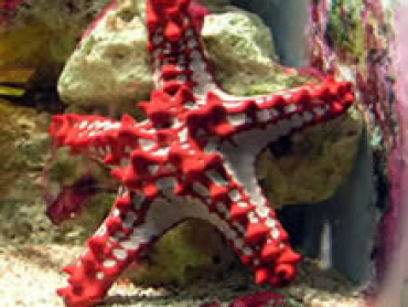 Red-Lobed-Star-Fish.jpg