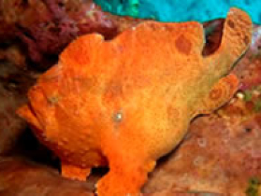 Red-yellow-color-frogfish.jpg