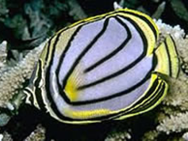 Scrawled-Butterflyfish.jpg