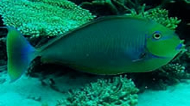 Sleek-unicornfish.jpg