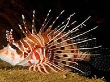 Spotfin-lionfish.jpg