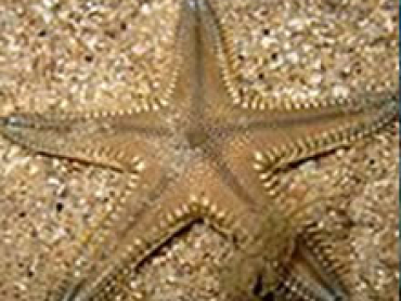 Star-fish-feed-on-death-organic-materials.jpg