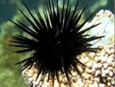Stone-Sea-Urchin.jpg