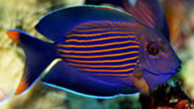 Striated-surgeonfish.jpg