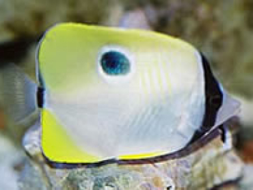Teardrop-Butterflyfish.jpg