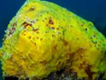Yellow-Ball-Sponge.jpg