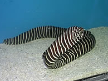 Zebra-eels.jpg