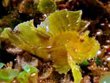 leaf-scorpionfish.jpg