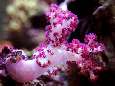 Carnation Tree Coral (Dendronephthya sp.)
